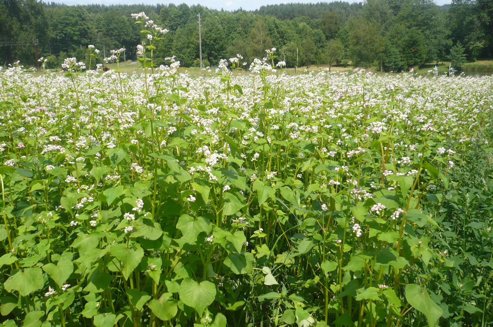 afbeelding "i_NL.IMRO.0177.BP20130006-0002_0006.jpg"